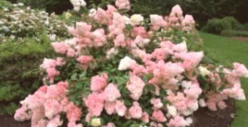 Ako používať hortenziu Vanilla Fraze v záhradnom dizajne: odporúčania kvetinárov