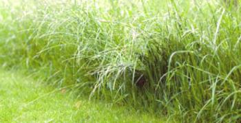 Ako pestovať trávnik z poľa-červ: rady odborníkov