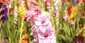 Najkrajšie divoké a záhradné odrody gladioli: 40 fotografií a titulov