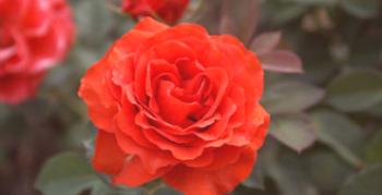 Šarmantna vrtnica El Toro na poletni koči: podrobnosti sajenja in nege