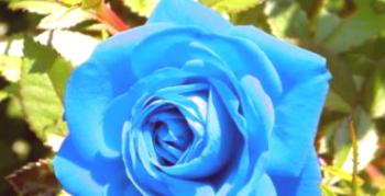 Modra vrtnica na poletni koči: poosebljamo sanje vrtnarjev
