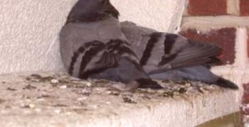 Holuby holuby ako hnojivo: ako aplikovať a pripraviť roztok