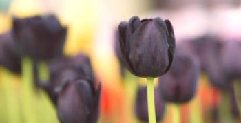 Čierne kvety v záhrade a prírode: 30 druhov a odrôd s názvami a fotografiami
