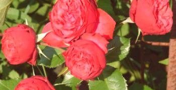 Tajomstvo pestovania čajovej hybridnej ruže Piano