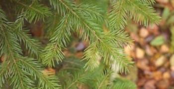 Kaj so smrekove veje in kako jih pravilno uporabljati?