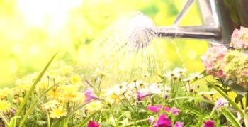 Zalivanje cvetja na vrtu: strokovno svetovanje