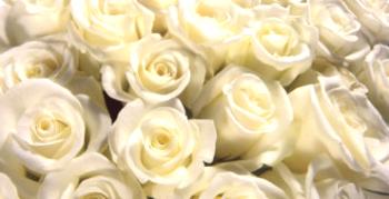 Aká je zvláštnosť ruží Avalange: pestovanie, odrody s fotografiami