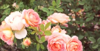 Opis in gojenje vrtnic skupine Grandiflora: 25 sort s fotografijami