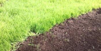 Enostavno in učinkovito rženo gnojilo za vaš vrt