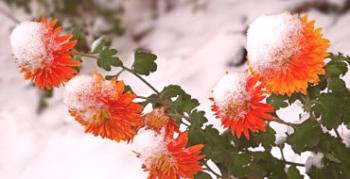 Ako bezpečne pokryť chryzantému na zimu bez drahých prípravkov
