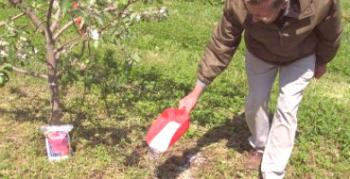Kako krmo grmovje: navodila in opis gnojila