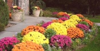 Rastúca sférická chryzantéma multiflora v krajine: záhradnícke tipy