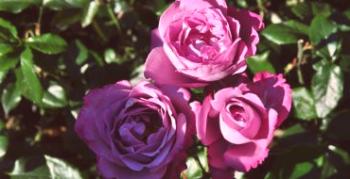 Výber ruží odolných voči zime