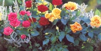 Miniaturne vrtnice - majhen zaklad
