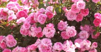 Čajová ruža - voňavá krása v záhrade aj doma