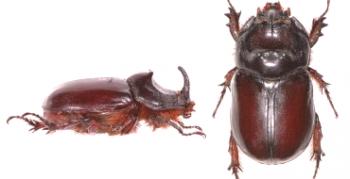 Aké sú viditeľné rozdiely medzi larvami mája chrobáka a Medvedkou