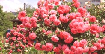 Lezenie Rose Rosarium Utersen - skutočné vinobranie na vašej záhrade