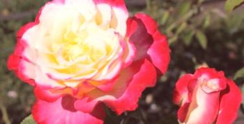 Rose Double Delight - dvobarvna in dišeča lepota v vašem vrtu