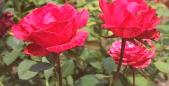 Prezrite si populárne odrody a druhy záhradných ruží