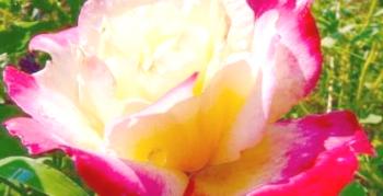 Hibridne čajne vrtnice: značilne sorte