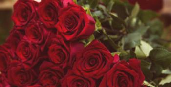 10 najlepših burgundskih vrtnic z imeni, opisi in fotografijami