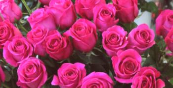 Kako skrbeti za hibridno čajno vrtnico Topaz (Topaz)