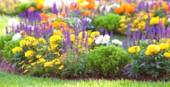Ako si vybrať kombináciu kvetov v kvetinovom záhrade: možné možnosti a schémy