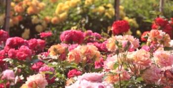 Kako narediti vrt vrt vrt: posebnosti rastočih vrtnic pokrovu