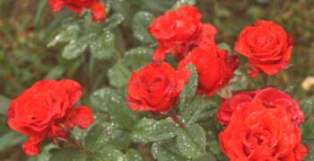 Zdobíme záhradu ružami: jemnosť pestovania elegantnej odrody El Toro