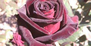 Kako raste črna vrtnica Black Baccarat v vašem vrtu