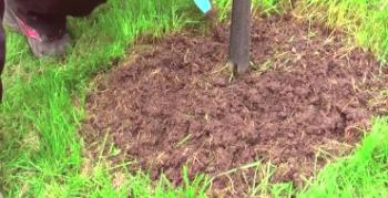 Najboljša gnojila za izvajanje jesenskih dreves