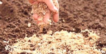 Možnosti použitia pilín ako hnojiva pre záhradu