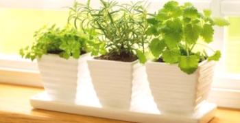 Ako a prečo dodržiavať hygienu izbových rastlín