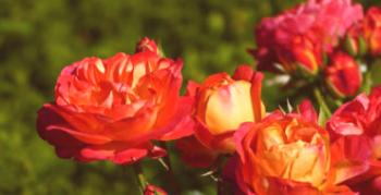 Kako posaditi in rastejo v državi spektakularno rose floribunda Midsammer