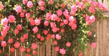 Spray ruže: najlepšie odrody a pravidlá starostlivosti