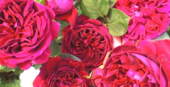 Zoznámte sa s anglickou ružou Falstaff: popis a recenzie