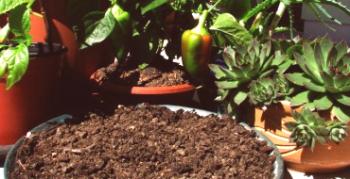 Kako uporabljati kompost na vrtu: njegove vrste in opis