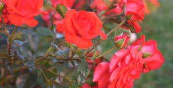 Čo majú záhradníci radi: lezecká ruža Salita: opis, recenzie a fotografie
