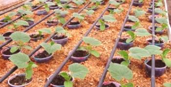 Kaj je in kako narediti kapljično namakanje za rastlinjak