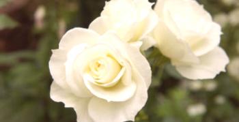 TOP-20 priljubljenih sort belih vrtnic: imena, opisi, fotografije