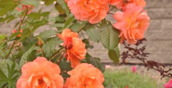 Jemnosti výsadby, rozmnožovania a pestovania ruží parku Westerland