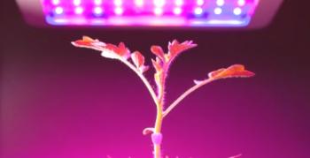 Prednosti uporabe LED traku za rast in razvoj rastlin
