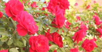 Vse o sajenju in gojenju plezalnih vrtnic Flamentants: strokovni nasvet
