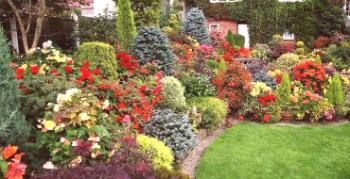Vytrvalé kríky pre vašu záhradu: prehľad tých najkrajších