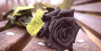 Existuje čierna ruža v prírode a chov?