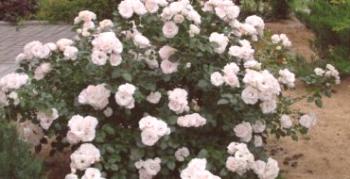 Ako dosiahnuť hojné a plné kvety Aspirín ruže
