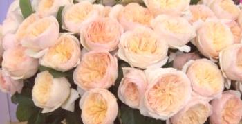 Charakteristické črty anglických ruží