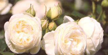 Všetko o pestovaní a využívaní v krajine kvitnúcich ruží Artemis