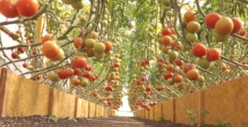 Preskúmanie najlepších odrôd paradajok pre polykarbonátové skleníky