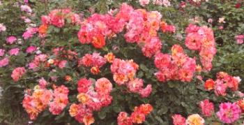 Rose polyantovaya: voňavý zákal kvetináčov na záhrade